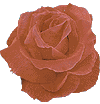 rose11.gif